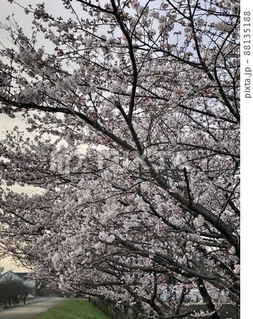 朝の桜 朝の桜 88135188