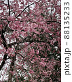早朝の桜 88135233