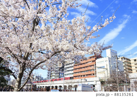 桜の名所の神奈川県横浜市大岡川（春） 88135261