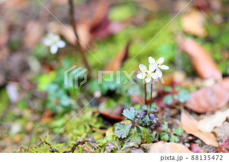 バイカオウレンの花 88135472
