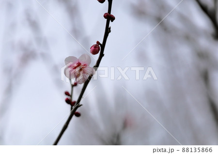 梅の花 萩野 梅の花 萩野 88135866