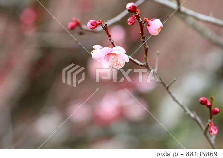 梅の花　萩野 88135869