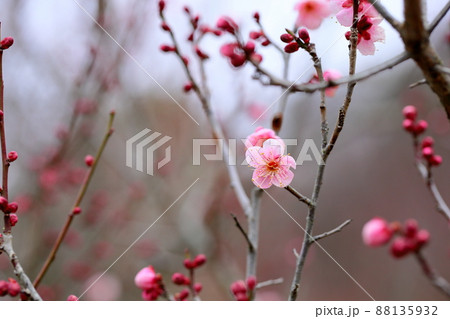 梅の花　萩野 88135932