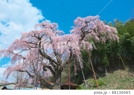 一本桜 - 紅枝垂地蔵桜(2010年) 一本桜 - 紅枝垂地蔵桜(2010年) 88136065