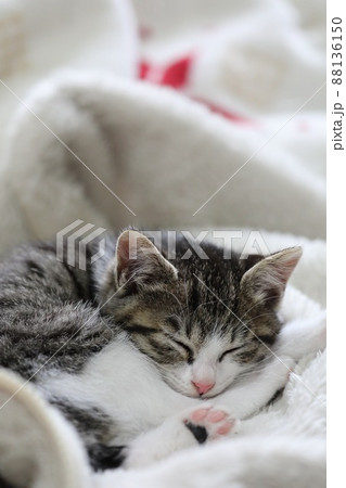 小さくすやすや眠る、雑種猫の日常風景 88136150