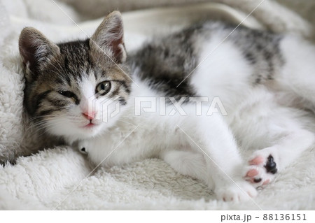 雑種仔猫の日常風景。睡眠明けの起床直後。 雑種仔猫の日常風景。睡眠明けの起床直後。 88136151