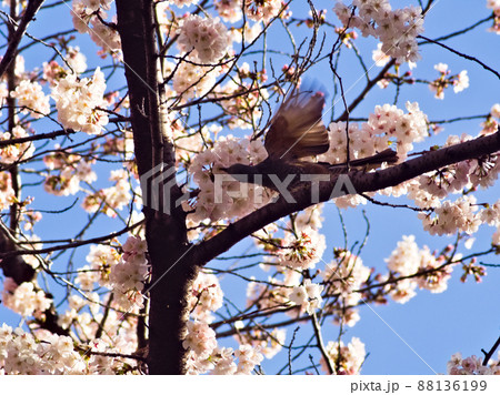 桜の蜜を吸うヒヨドリ 桜の蜜を吸うヒヨドリ 88136199