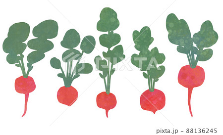 絵本みたいならくがき風テクスチャのラディッシュ 88136245