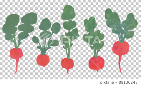 絵本みたいならくがき風テクスチャのラディッシュ 88136245