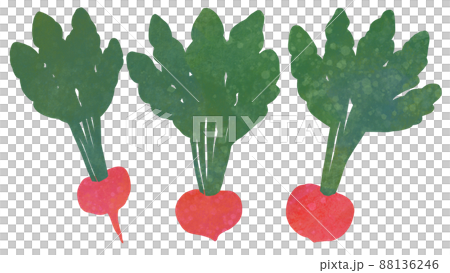 絵本みたいならくがき風テクスチャの赤かぶ 絵本みたいならくがき風テクスチャの赤かぶ 88136246
