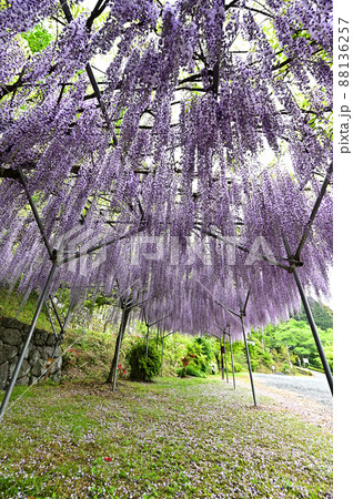 桂谷寺の九尺藤 桂谷寺の九尺藤 88136257