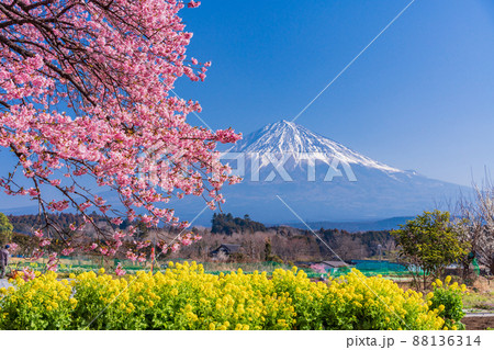 (静岡県)菜の花と早咲き桜越しに富士山 (静岡県)菜の花と早咲き桜越しに富士山 88136314