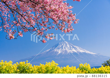 （静岡県）菜の花と早咲き桜越しに富士山 88136315