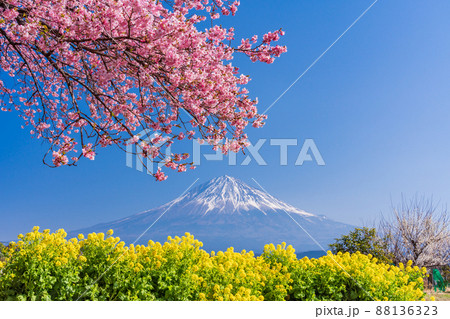 （静岡県）菜の花と早咲き桜越しに富士山 88136323