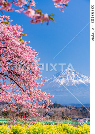 (静岡県)菜の花と早咲き桜越しに富士山 (静岡県)菜の花と早咲き桜越しに富士山 88136330