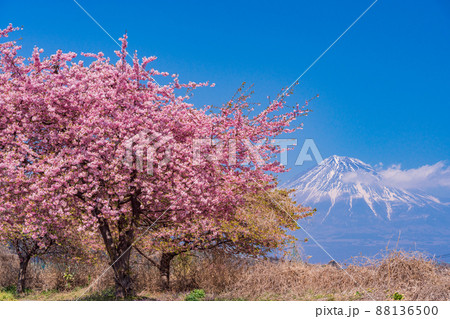 (静岡県)富士市雁堤の早咲き桜越しに、富士山 (静岡県)富士市雁堤の早咲き桜越しに、富士山 88136500