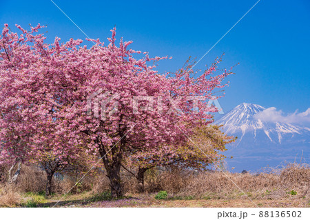 (静岡県)富士市雁堤の早咲き桜越しに、富士山 (静岡県)富士市雁堤の早咲き桜越しに、富士山 88136502
