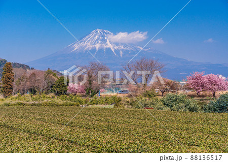 (静岡県)富士市雁堤の茶畑越しに、富士山 (静岡県)富士市雁堤の茶畑越しに、富士山 88136517