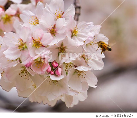 桜に引き寄せられる蜂 桜に引き寄せられる蜂 88136927