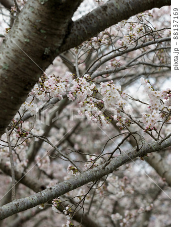 藤原宮跡の桜並木 88137169