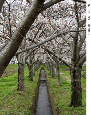 藤原宮跡の桜並木 藤原宮跡の桜並木 88137170