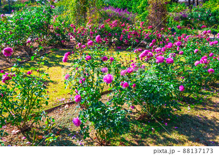 万博公園のバラ園 88137173
