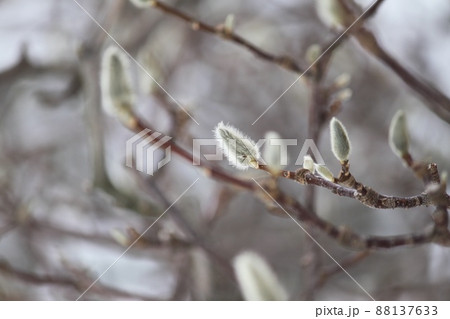 冬の木の芽 冬の木の芽 88137633