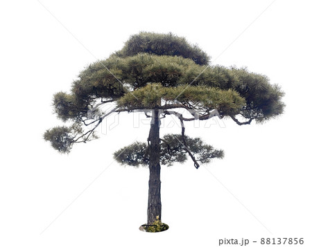 木 植物 葉 88137856