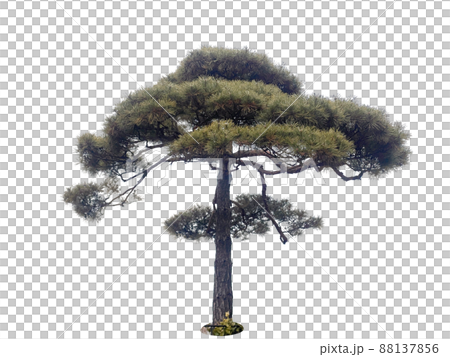 木 植物 葉 88137856