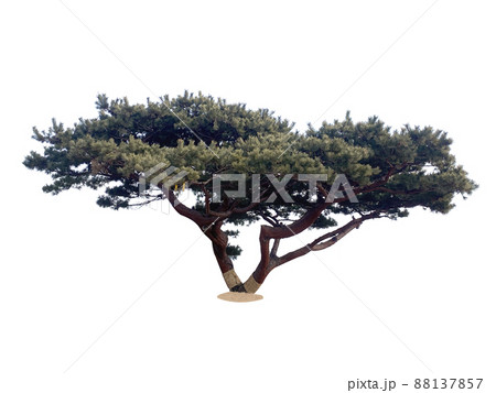 木 植物 葉 88137857