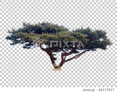木 植物 葉 88137857