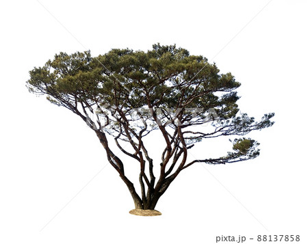 木 植物 葉 88137858