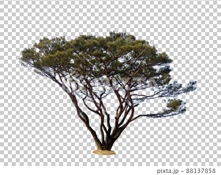 木 植物 葉 88137858
