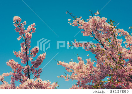 満開に咲く寒桜の枝振りと青い空 b-3 レトロカラー 満開に咲く寒桜の枝振りと青い空 b-3 レトロカラー 88137899