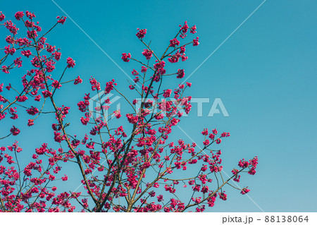 満開に咲く寒緋桜の枝振りと青い空 a-2 レトロカラー 満開に咲く寒緋桜の枝振りと青い空 a-2 レトロカラー 88138064