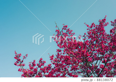 満開に咲く寒緋桜の枝振りと青い空 c-3 レトロカラー 満開に咲く寒緋桜の枝振りと青い空 c-3 レトロカラー 88138072