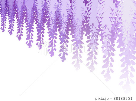 藤の花 藤の花 88138551