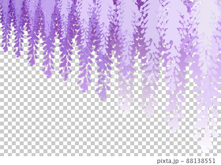 Wisteria flowers Wisteria flowers 88138551