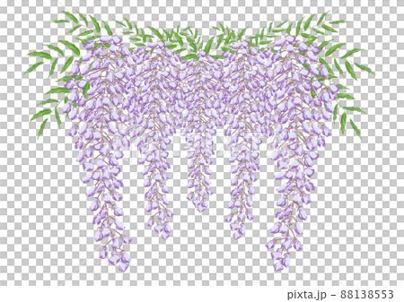 Wisteria flowers Wisteria flowers 88138553