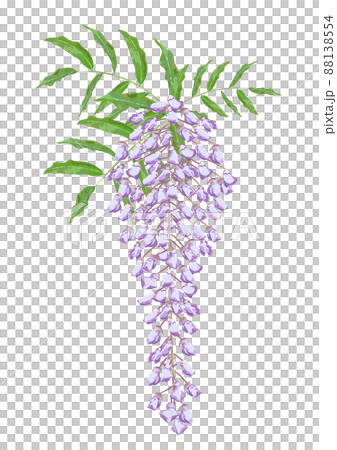 Wisteria flowers Wisteria flowers 88138554