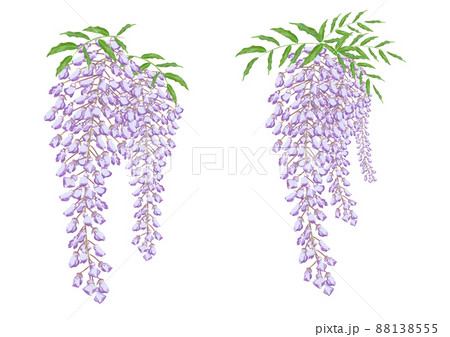 藤の花 藤の花 88138555