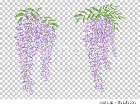 藤の花 藤の花 88138555