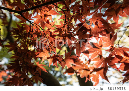 春に紅く輝くもみじ 春に紅く輝くもみじ 88139558