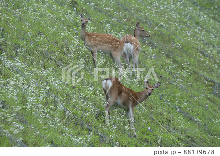 エゾ鹿 88139678