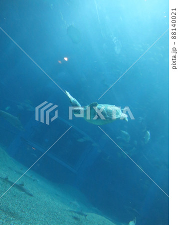 水族館のウミガメ 88140021