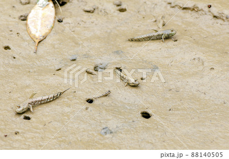 トビハゼの仲間・トントンミー・タイ⑨ トビハゼの仲間・トントンミー・タイ⑨ 88140505