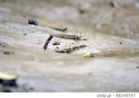 トビハゼの仲間・トントンミー・タイ.11 88140507