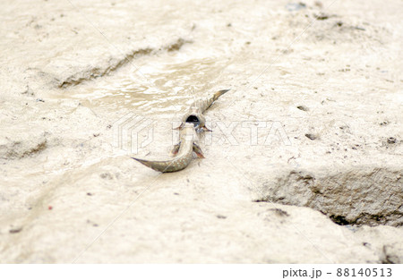 トビハゼの仲間・トントンミー・タイ.16 88140513