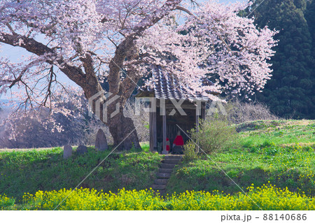一本桜 - 小沢の桜(2010年) 一本桜 - 小沢の桜(2010年) 88140686