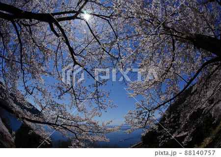 奥琵琶湖国定公園に咲く満開の桜と琵琶湖 奥琵琶湖国定公園に咲く満開の桜と琵琶湖 88140757